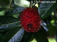 Nephelium lappaceum, Euphoria nephelium, Dimocarpus crinita, Rambutan

Click to see full-size image
