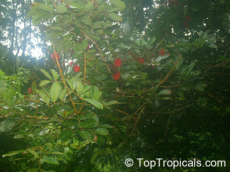 Nephelium lappaceum, Euphoria nephelium, Dimocarpus crinita, Rambutan