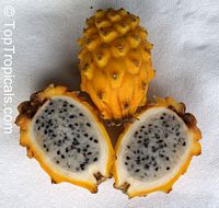 Selenicereus megalanthus ( ) - 
