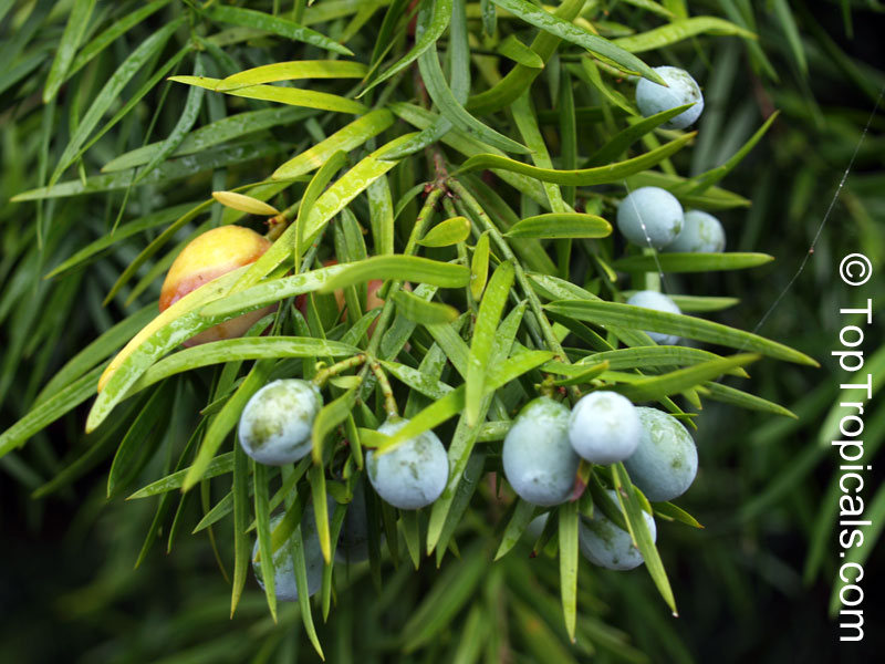 Podocarpus macrophyllus, Buddhist Pine, Chinese Yew, Kusamaki, Inumaki