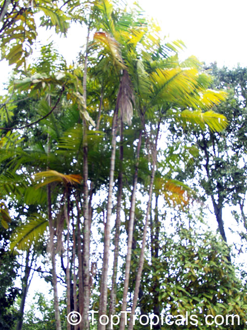 Euterpe oleracea, Asai, Assai, Acai, Cabbage Palm, Pina Palm