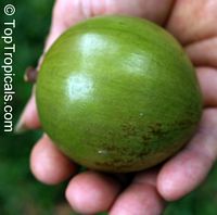 Chrysophyllum cainito, Achras caimito, Caimito, Star Apple, Satin Leaf. Chrysophyllum cainito Green variety