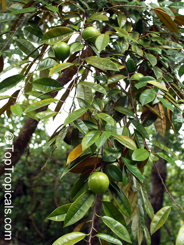 Chrysophyllum cainito, Achras caimito, Caimito, Star Apple, Satin Leaf. Chrysophyllum cainito Green variety