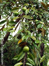 Chrysophyllum cainito, Achras caimito, Caimito, Star Apple, Satin Leaf. Chrysophyllum cainito Green variety