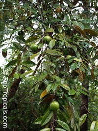 Chrysophyllum cainito, Achras caimito, Caimito, Star Apple, Satin Leaf

Click to see full-size image
