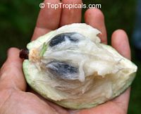 Chrysophyllum cainito, Achras caimito, Caimito, Star Apple, Satin Leaf. Chrysophyllum cainito Green variety