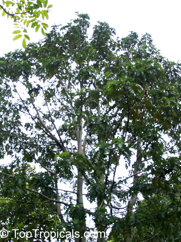 Artocarpus sericicarpus, Pedalai