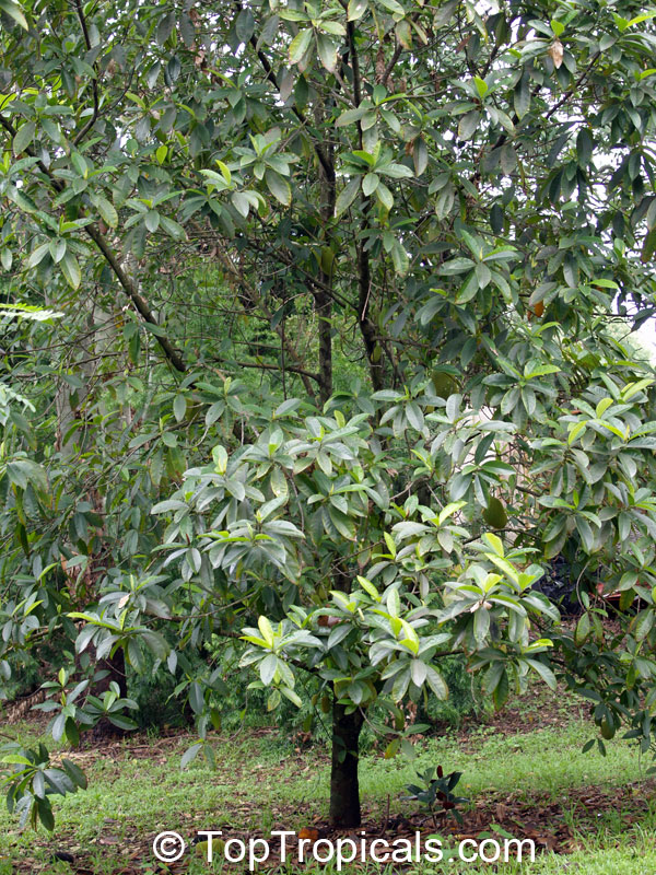 Artocarpus integer, Chempedak, Jack-edak