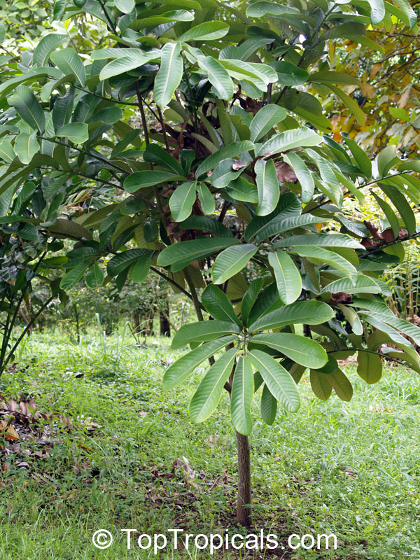 Monodora myristica, Calabash Nutmeg, Jamaica Nutmeg