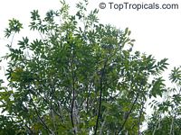 Canarium odontophyllum, Dabai

Click to see full-size image