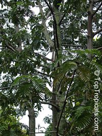 Artocarpus tamaran, Elephant Jack

Click to see full-size image