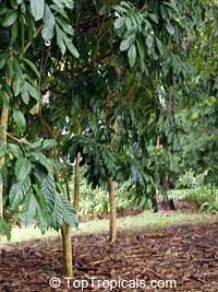 Saba comorensis, Landolphia comorensis, Mbungu, White Rubber Vine, Vbundu

Click to see full-size image