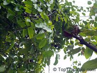 Saba comorensis, Landolphia comorensis, Mbungu, White Rubber Vine, Vbundu

Click to see full-size image