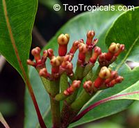 Syzygium aromaticum, Caryophyllus aromaticus, Eugenia caryophyllata, Eugenia caryophyllus, Clove, Cloves