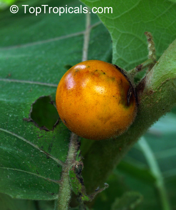 Solanum quitoense, Solanum angulatum, Naranjilla, Naranjillo, Lulo