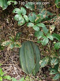 Telfairia occidentalis, Fluted Pumpkin, Oysternut, Ugu

Click to see full-size image
