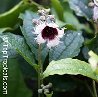 Telfairia occidentalis, Fluted Pumpkin, Oysternut, Ugu

Click to see full-size image
