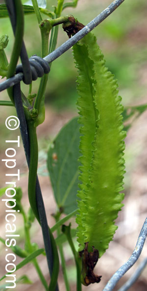 Psophocarpus tetragonolobus, Wing bean, Winged bean