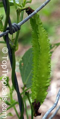 Psophocarpus tetragonolobus, Wing bean, Winged bean

Click to see full-size image