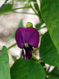 Psophocarpus tetragonolobus, Wing bean, Winged bean

Click to see full-size image