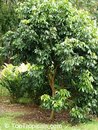 Dimocarpus longan, Euphoria longana, Nephelium longana, Longan, Dragon's Eye

Click to see full-size image