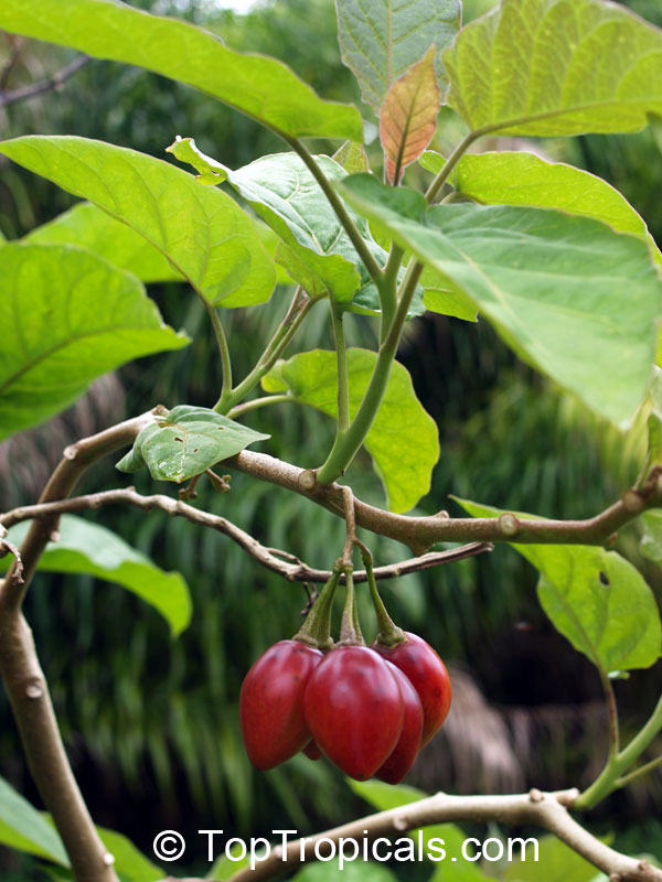 Solanum betaceum, Cyphomandra crassicaulis, Cyphomandra betacea, Pionandra betacea, Solanum crassifolium, Tamarillo, Tree Tomato, Tomate Arbol