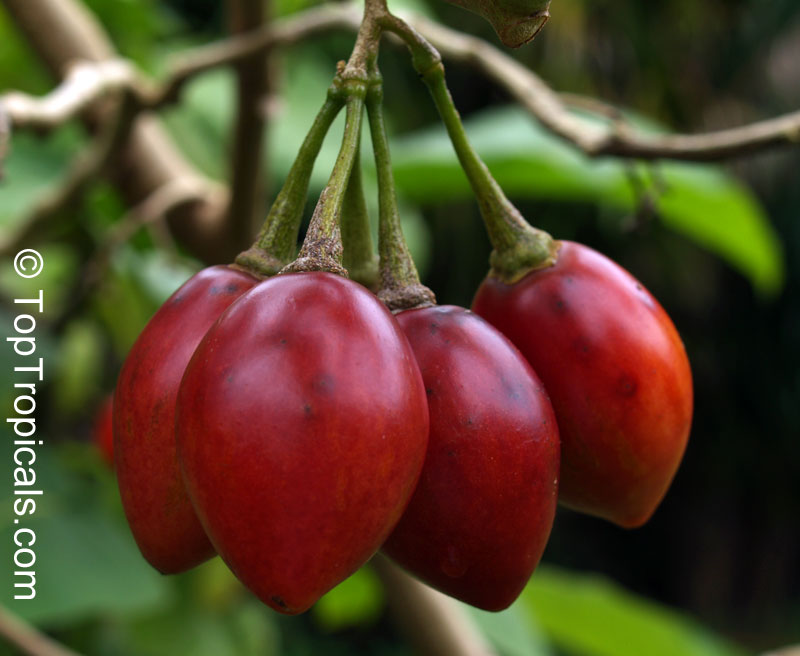 Solanum betaceum, Cyphomandra crassicaulis, Cyphomandra betacea, Pionandra betacea, Solanum crassifolium, Tamarillo, Tree Tomato, Tomate Arbol