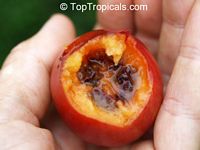 Solanum betaceum, Cyphomandra crassicaulis, Cyphomandra betacea, Pionandra betacea, Solanum crassifolium, Tamarillo, Tree Tomato, Tomate Arbol

Click to see full-size image