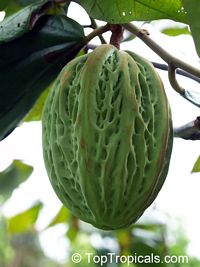 Theobroma bicolor, White cacao, Macambo, Motelo

Click to see full-size image