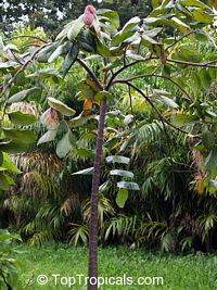 Theobroma bicolor, White cacao, Macambo, Motelo

Click to see full-size image