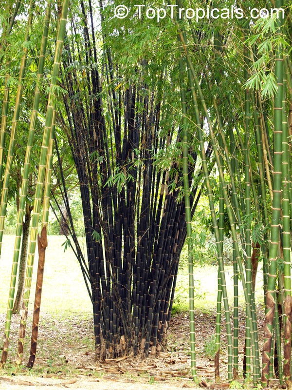 Phyllostachys nigra, Black Bamboo