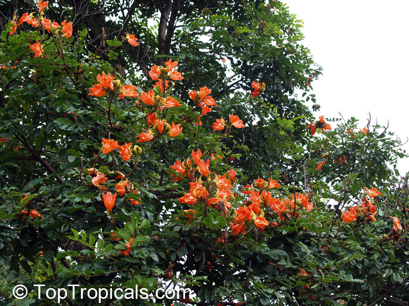 Spathodea campanulata, African Tulip Tree, Scarlet Bell Tree, Fountain Tree