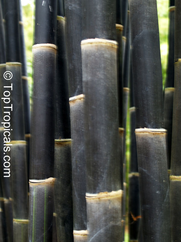 Bambusa sp., Common bamboo. Bambusa Chocolate