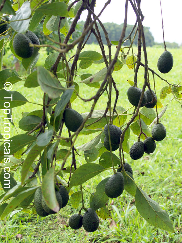 Avocado tree Waldin, Large size, Grafted (Persea americana)