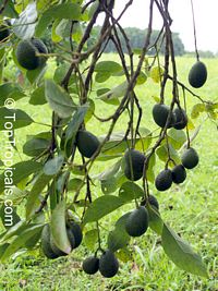 Avocado tree Anise, Grafted (Persea americana)

Click to see full-size image