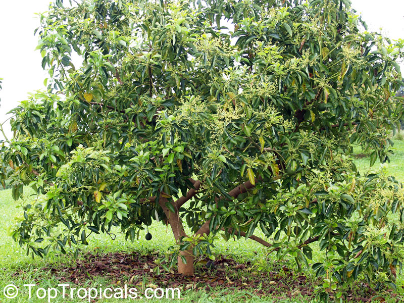 Avocado tree flowering