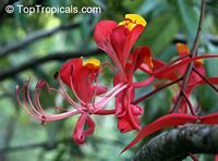 Amherstia nobilis, Pride of Burma, Orchid Tree

Click to see full-size image