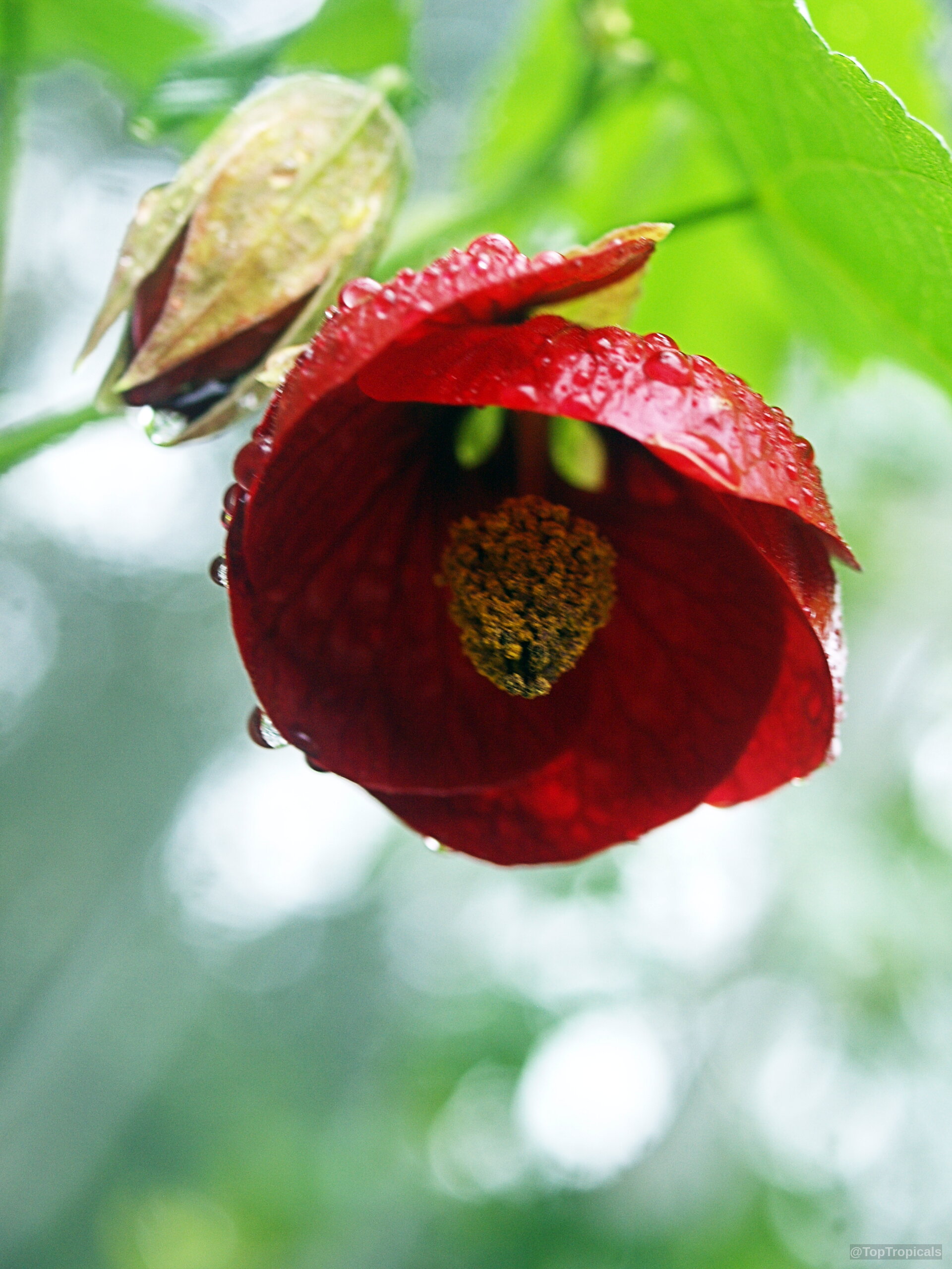 Abutilon sp. (Flowering Maple) bell-shaped deep red flower covered in water droplets with green leaves. Abutilon sp. (Flowering Maple) deep red bell-shaped flower close up with water droplets