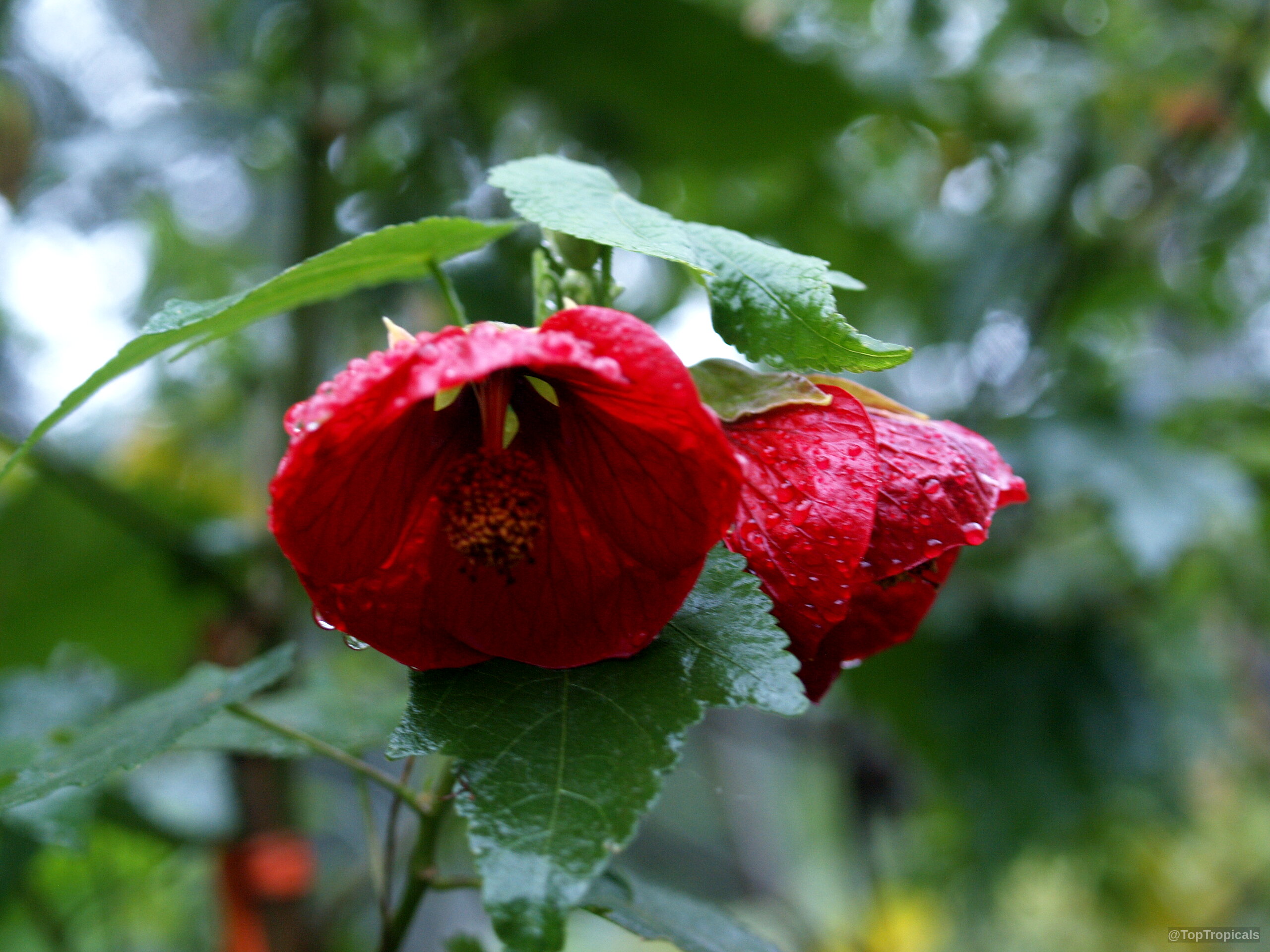 Abutilon sp. (Flowering Maple) with red bell shaped flower and rain droplets on green leaves. Abutilon sp. (Flowering Maple) deep red bell shaped flower with green leaves close up