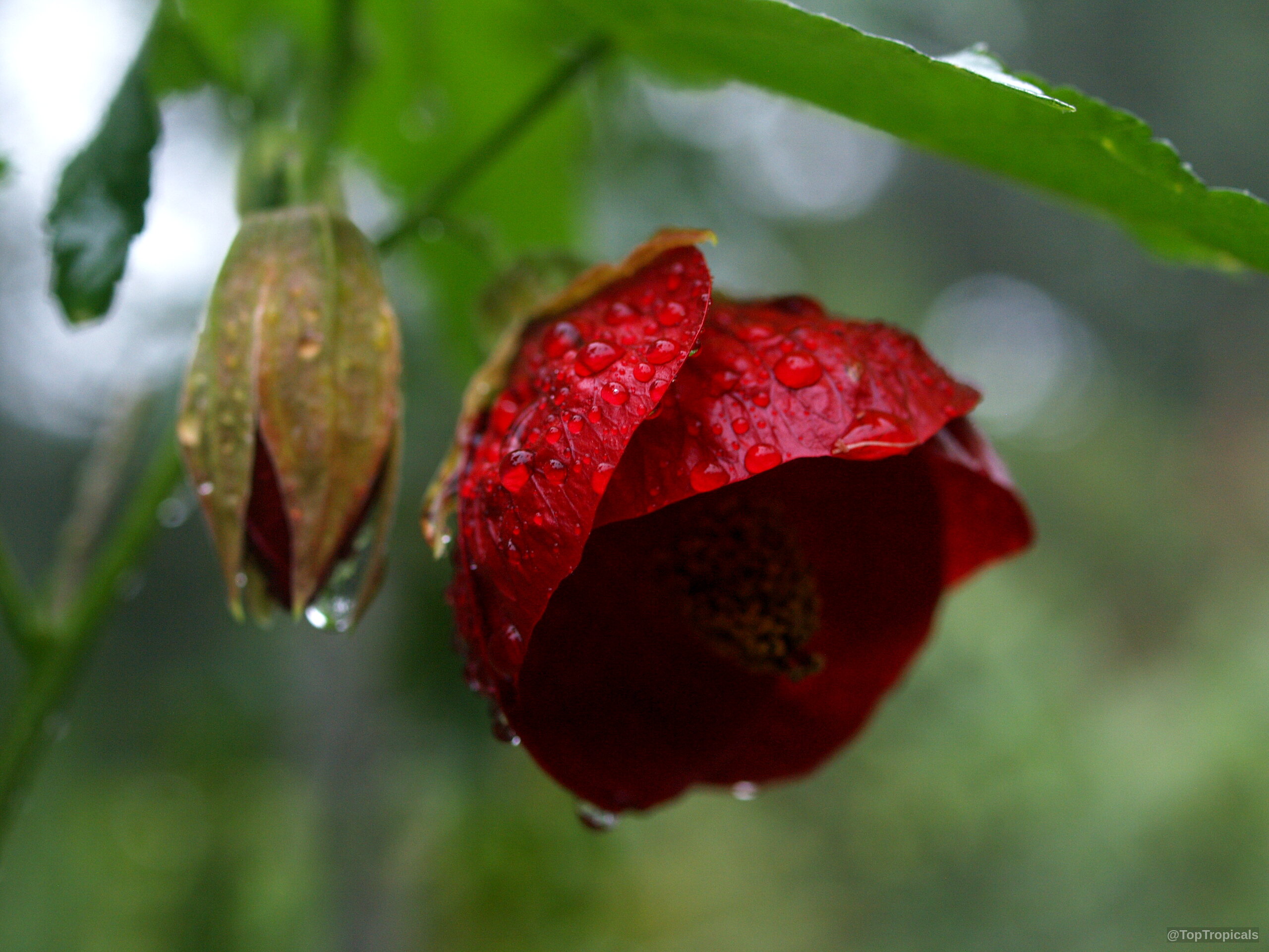 Abutilon sp. (Flowering Maple) red flower hanging downward among green foliage after a rain shower Abutilon sp. (Flowering Maple) red bell-shaped flower close up with water droplets on petals