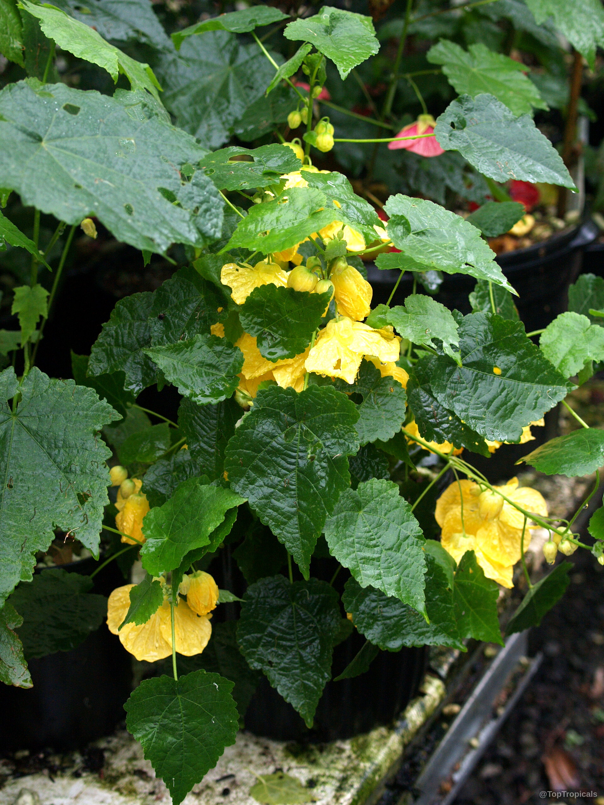 Abutilon sp. (Flowering Maple) yellow flower blooming among lush green jagged leaves in container Abutilon sp. (Flowering Maple) yellow flower on green plant leaves close up