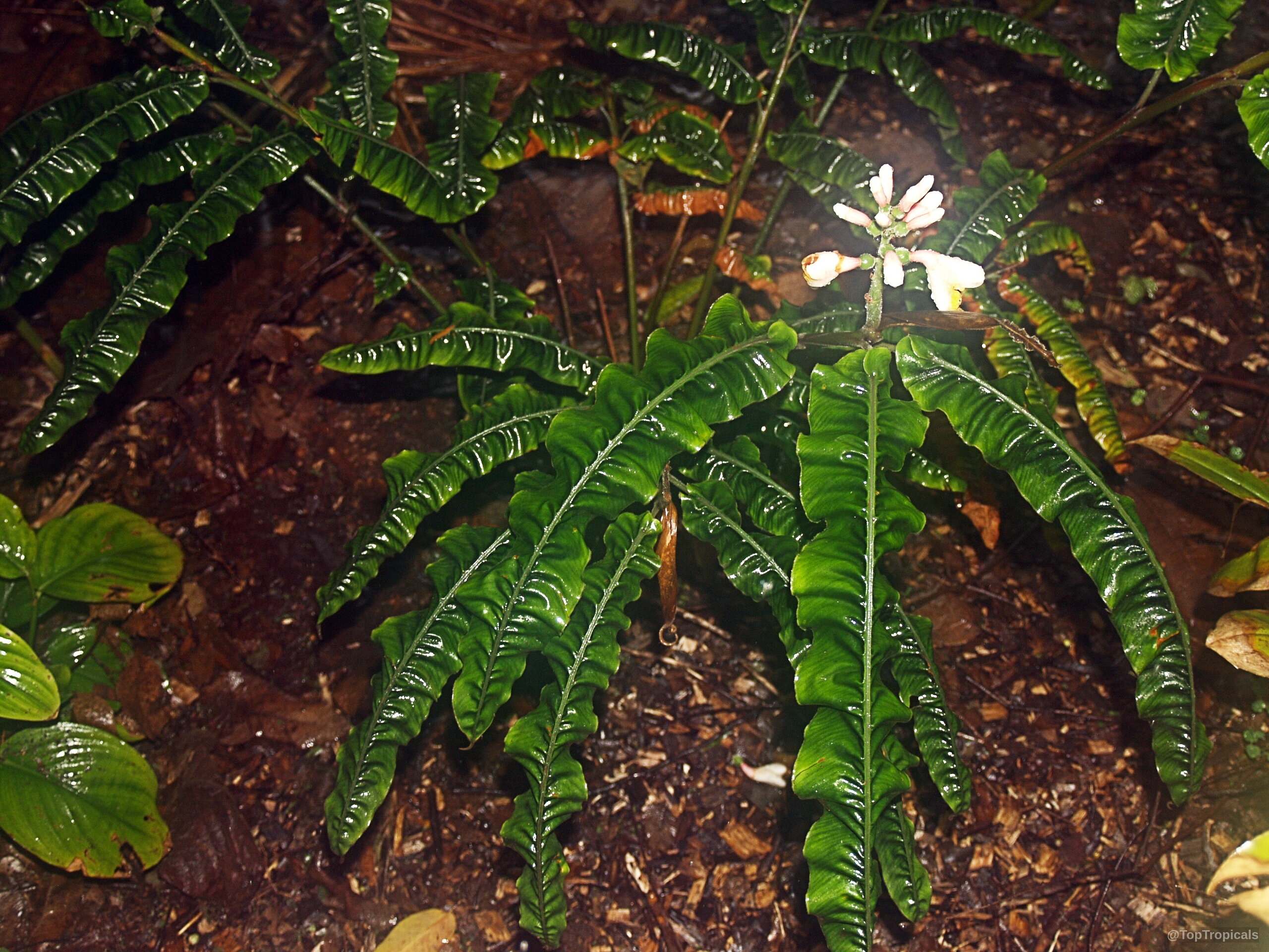 Alpinia rugosa (Evergreen Broadleaf Ginger) with wavy dark green leaves and a white flower stalk Alpinia rugosa (Evergreen Broadleaf Ginger) dark green leaves and white flower on plant