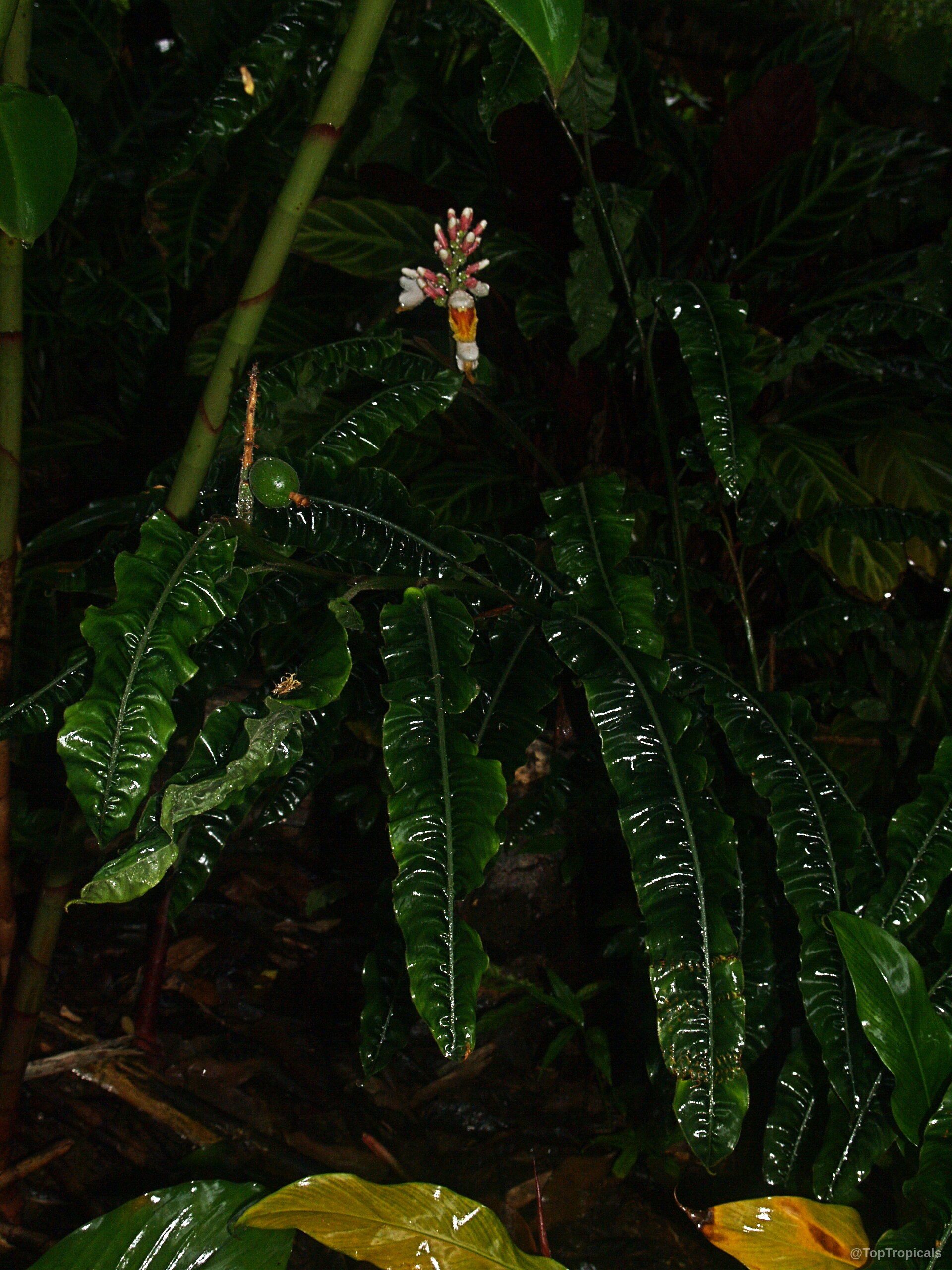 Alpinia rugosa (Evergreen Broadleaf Ginger) flower rising above deep green textured foliage on the stem Alpinia rugosa (Evergreen Broadleaf Ginger) pink flower with long wavy green leaves on plant