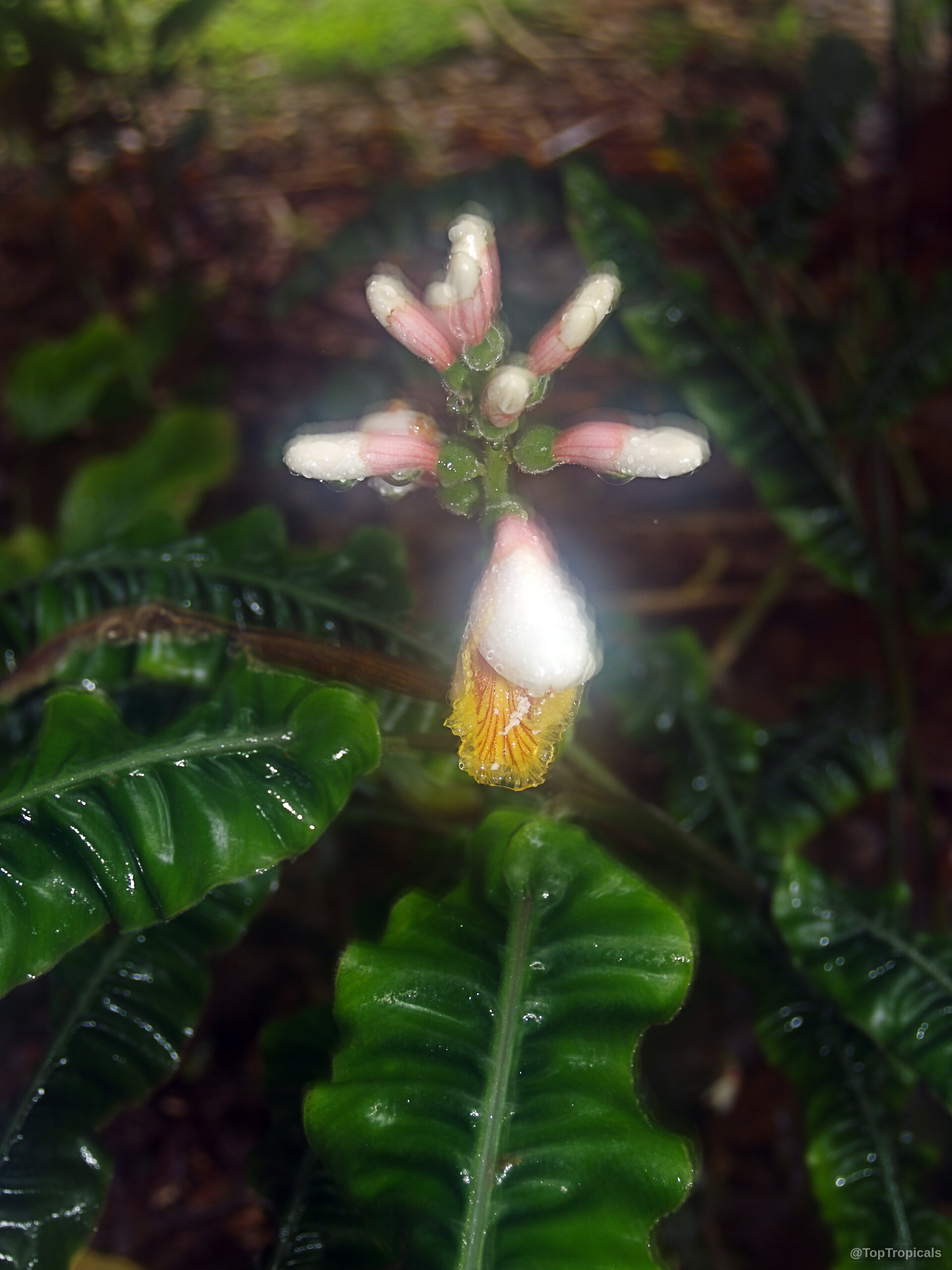 Alpinia rugosa (Evergreen Broadleaf Ginger) pink and white flower emerging above deep green rippled foliage. Alpinia rugosa (Evergreen Broadleaf Ginger) pink white flower, close up on green corrugated leaves.