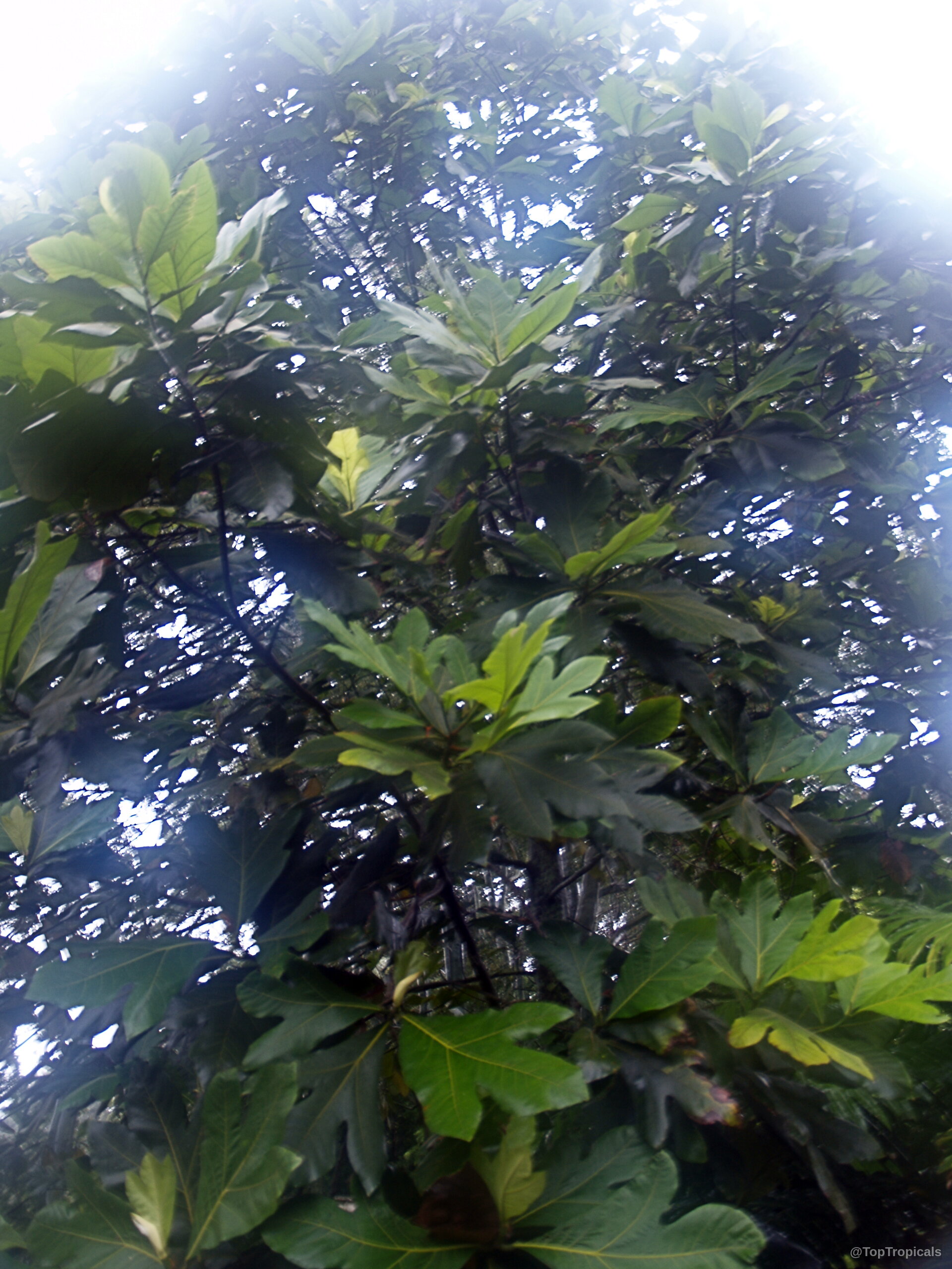 Artocarpus altilis (Breadfruit) branches with large lobed green leaves reaching toward the open sky above Artocarpus altilis (Breadfruit) green plant with large lobed leaves against filtered sunlight from below