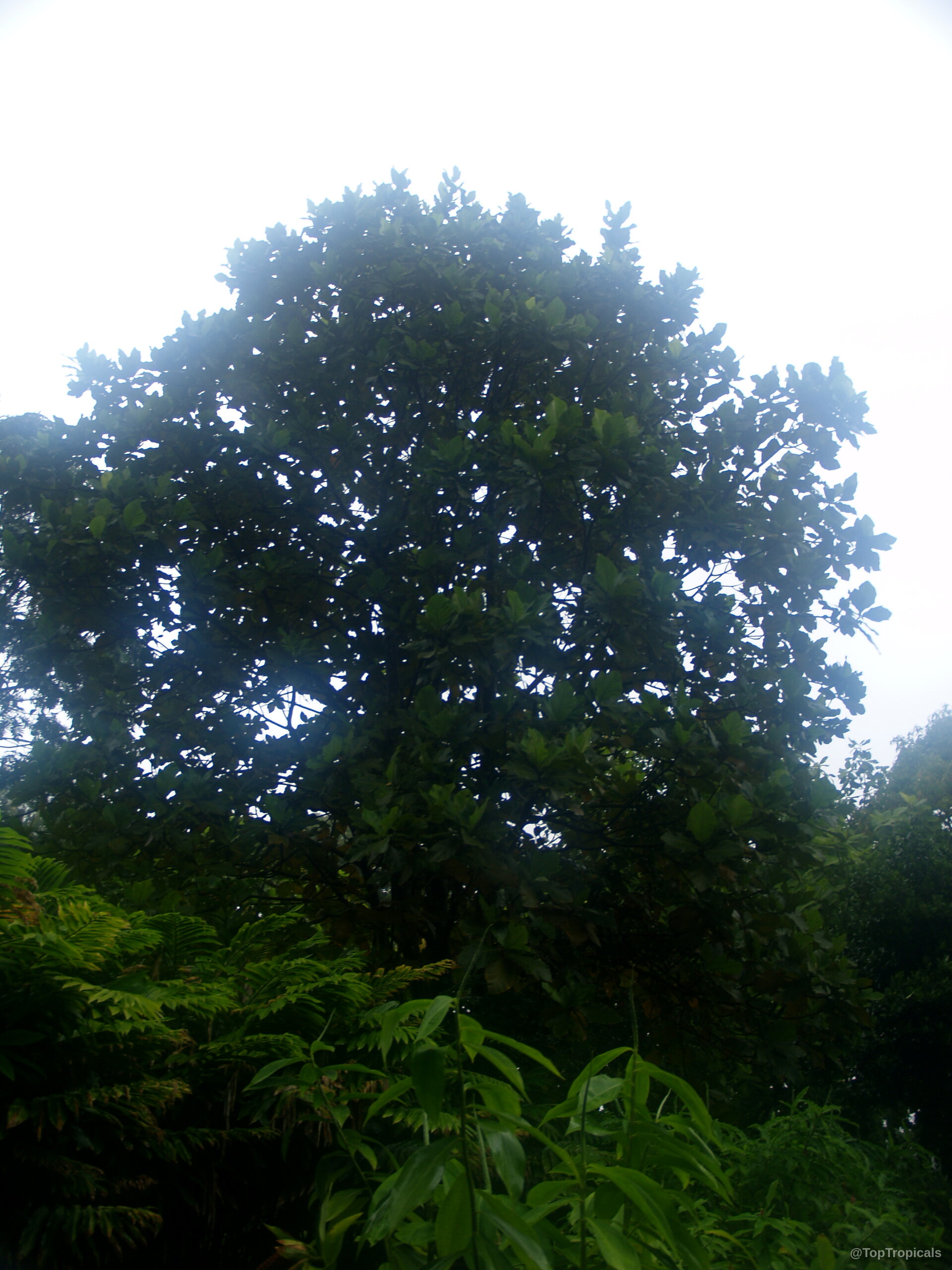 Artocarpus altilis (Breadfruit) tree rising tall above dense foliage under a diffused cloudy sky. Artocarpus altilis (Breadfruit) tree with dark green leaves reaching toward the bright cloudy sky.
