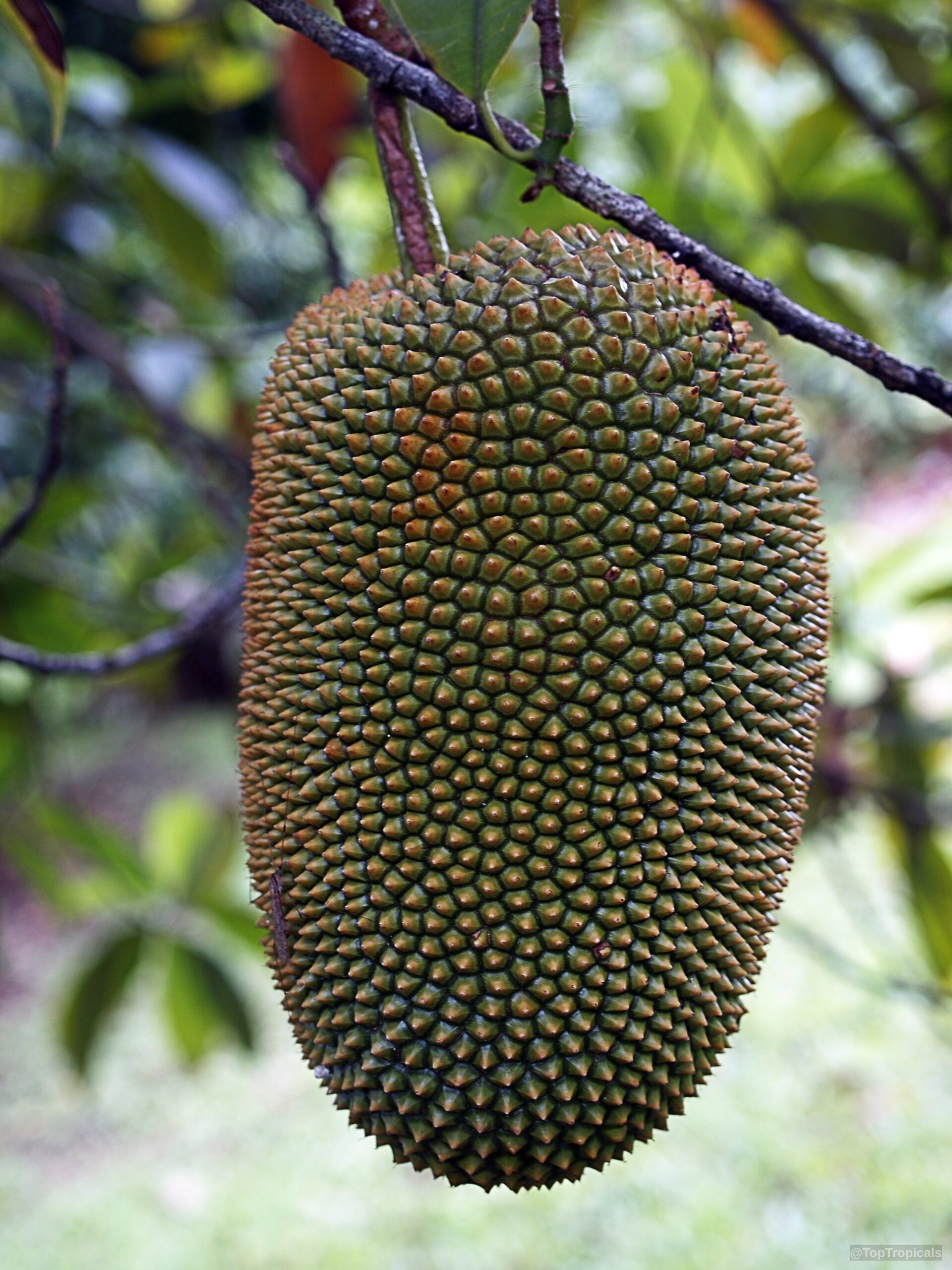 Artocarpus integer (Chempedak) hangs from a thin brown branch with many textured green bumps visible Artocarpus integer (Chempedak) close up of a long green bumpy fruit hanging from branch