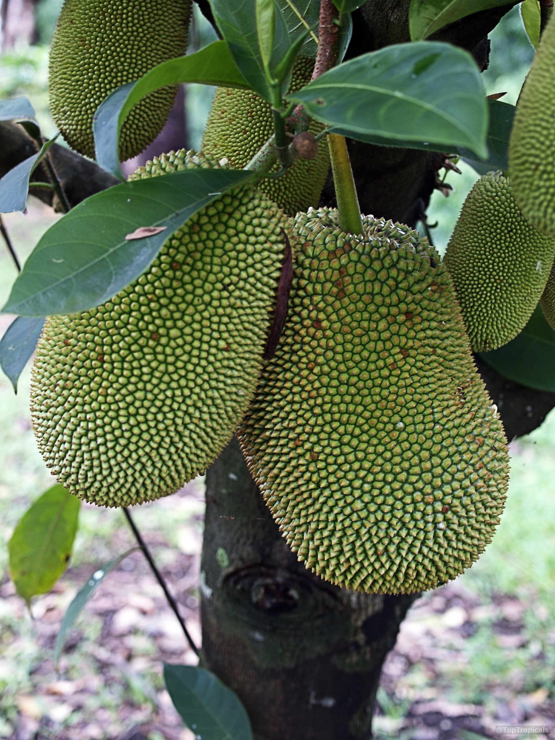 Artocarpus integer (Chempedak) fruit hangs in bunches from the thick bark of the trunk. Artocarpus integer (Chempedak) green fruit hanging from a branch in a close up image.