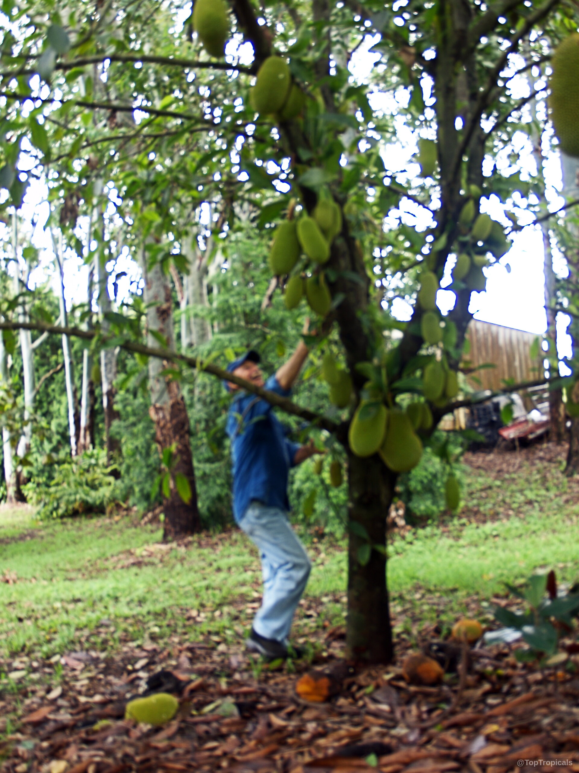 Artocarpus integer (Chempedak) loaded with oblong yellow green fruit hanging from the main trunk. Artocarpus integer (Chempedak) tree with hanging yellow green fruit and person in the background