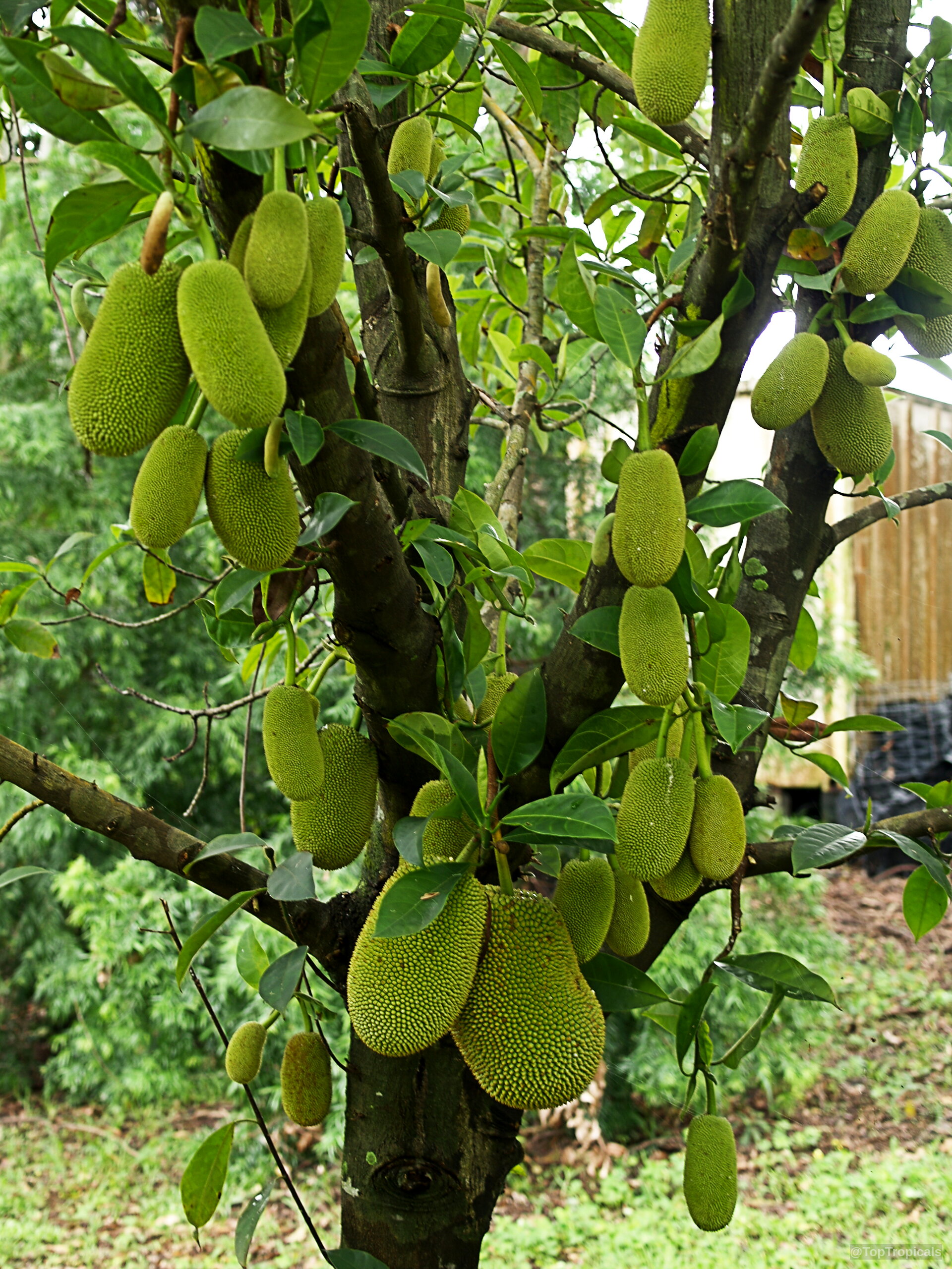 Artocarpus integer (Chempedak) heavy with many elongated green fruit growing directly on the trunk Artocarpus integer (Chempedak) tree with many bumpy green fruit hanging from branches